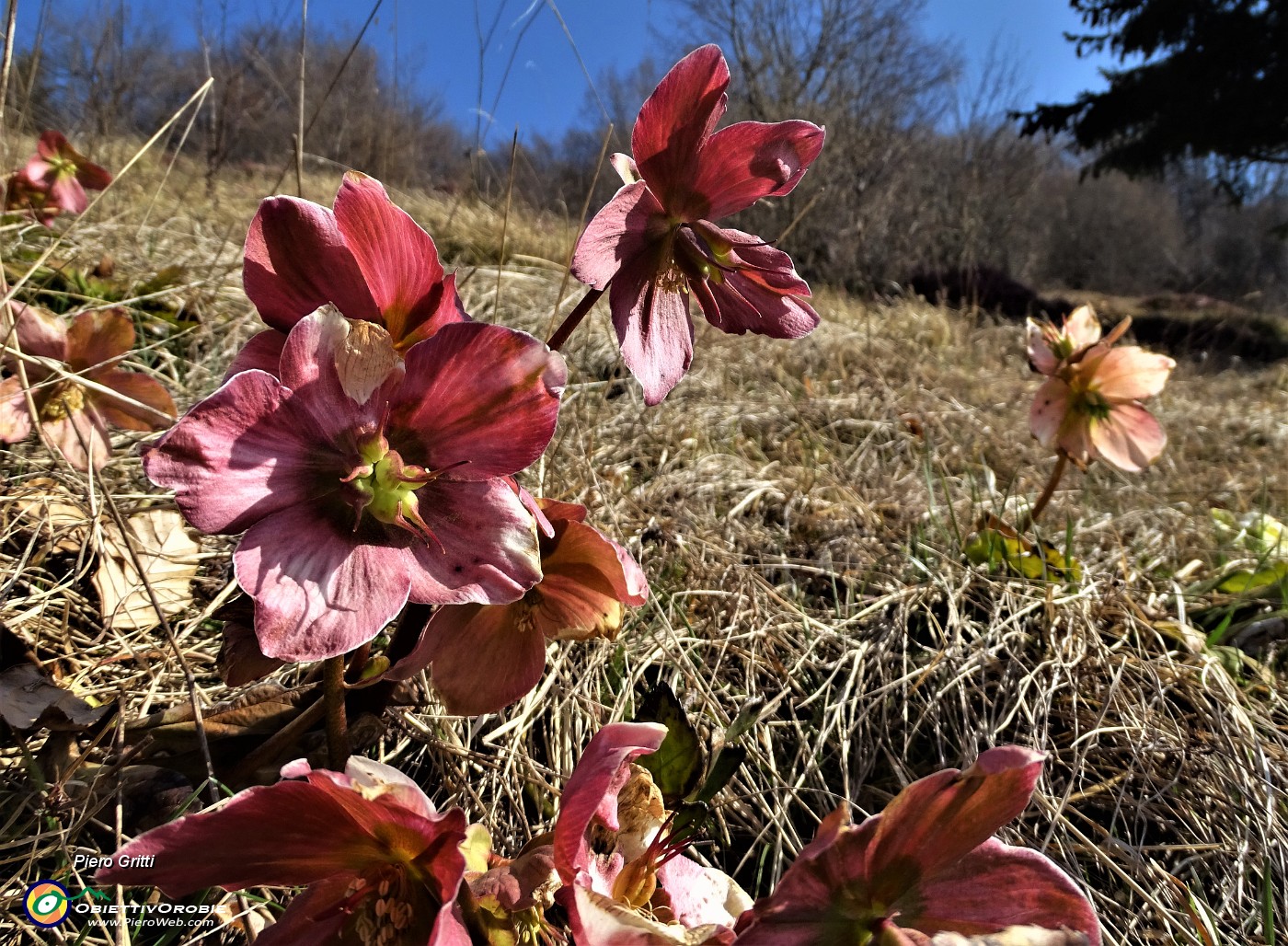 64 Ellebori fecondati (Helleborus niger) .JPG